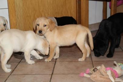 Bezaubernde Labradorwelpen mit Papiere