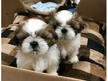 S??e m?nnliche und weibliche Shih Tzu-We