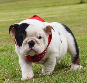 Liebenswerte englische Bulldogge neu bra