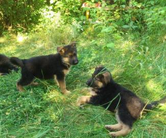 Altdeutsche Langhaar Schferhund Welpen