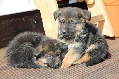 Altdeutsche Langhaar Schferhund Welpen