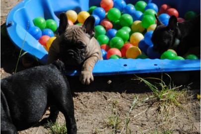 Franz. Bulldoggen Welpen choco linie