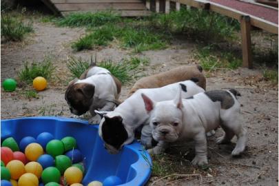 Franz. Bulldoggen Welpen choco linie