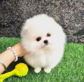 MINI Pomeranian Spitz Welpe