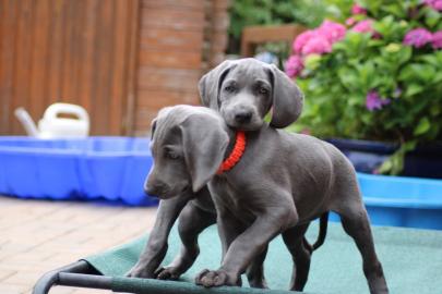 Weimaraner-Welpen