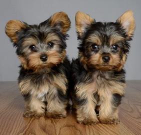 mini Yorkshire Terrier Ahnentafel Welpen