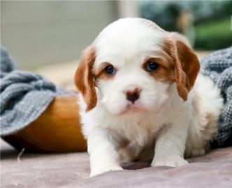 Kleine Cavalier Kings Charles Spaniel -W