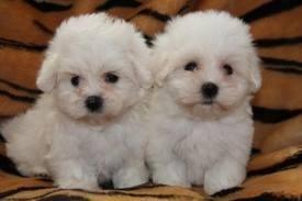 Registrierter Maltipoo welpen