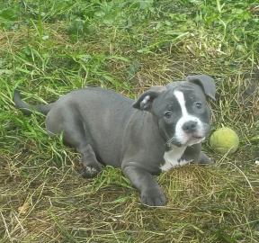 Ssse reinrassige Rednose-Pitbull-Welpen