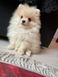 Teacup Pomeranian Welpen zu verkaufen. Wh