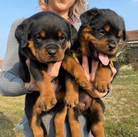 ROTTWEILER WELPEN BEREIT MIT PAPIEREN