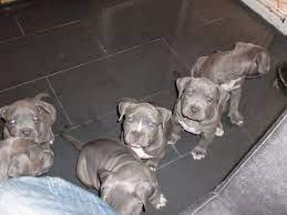 S??en Blueline AmStaff/ Pitbull Terrier*