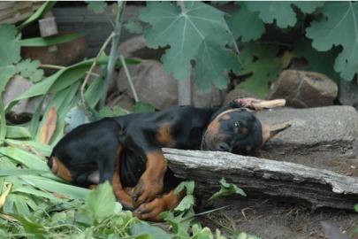 Dobermann Welpen aus gesunder Zucht