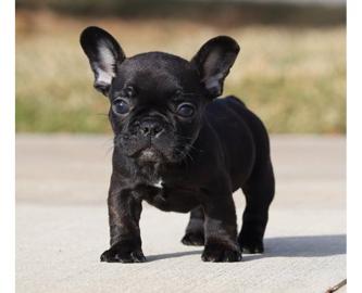 %Franz?sische Bulldogge zu verkaufen