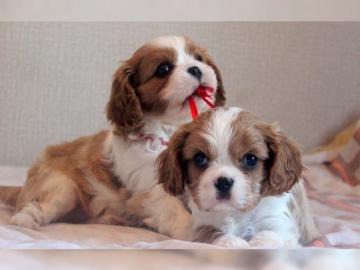 Neujahr Cavalier-King-Charles Spaniel mi