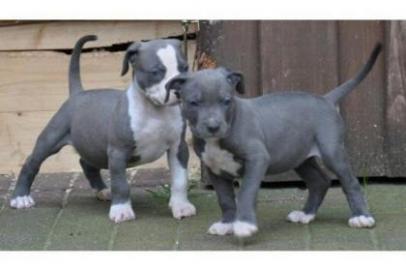 Blueline American Pit Bull Terrier Welpe