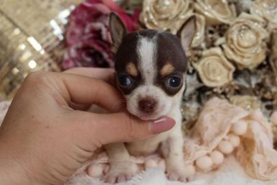 Reinrassig Kurzhaar Mini Chihuahua