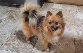 MINI Pomeranian SpitzBoo Welpe