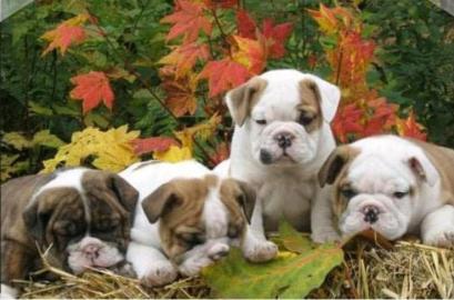 Weihnachten Englische Bulldogge Welpen m