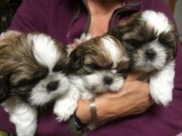 s??e und verspielte Shih Tzu Welpen