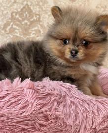 Pomeranian Welpen