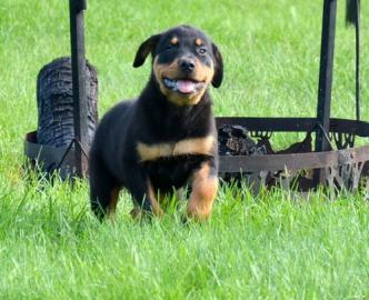 Liebevolles Rottweilerwelpen mit ADRK Pa