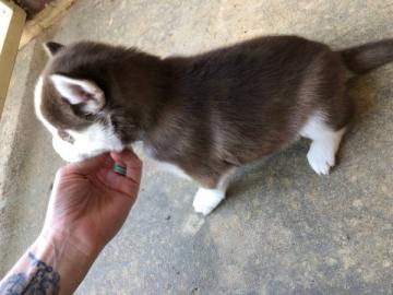 reg Reine Rasse Siberian Husky WhatsApp