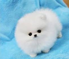 Pomeranian Mini-Spitz (mnnlich und weib