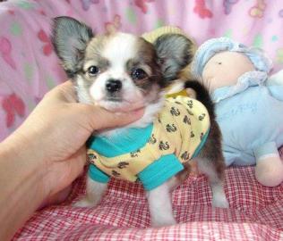 SUPER  CHIHUAHUA WELPE