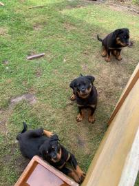 Rottweilerwelpe sucht neues Zuhause