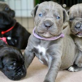 Cane Corso Welpen    350 EUR