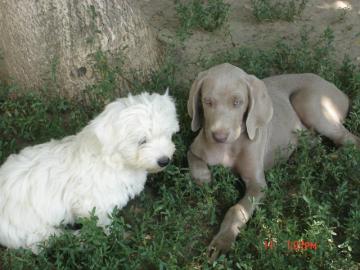 Weimaraner Welpen