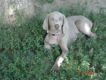 Weimaraner Welpen