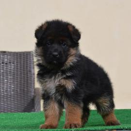 German Shepherd puppies ready For Sale