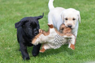 Labrador Welpen in choco mit Papieren Wh