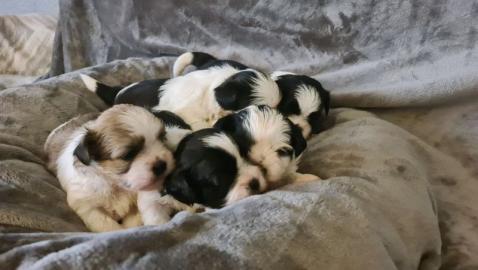 S??e Shih Tzu Welpen suchen ein neues Zu