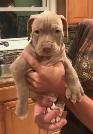 Diese adorale Pit Bull Welpen