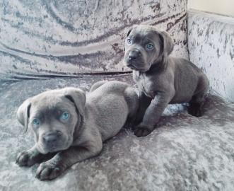 Cane Corso Welpen