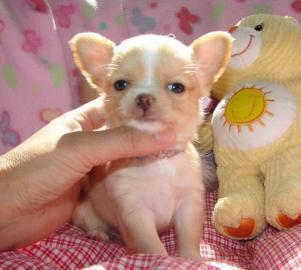 Chihuahua Welpen