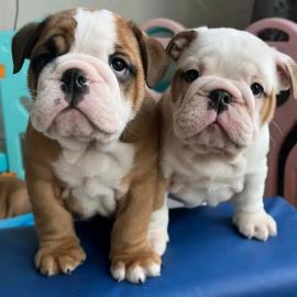 Englische Bulldogge mit Stammbaum