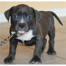 American Pit Bull Terrier Welpen mit ADB