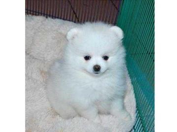 Pomeranian Mini-Spitz