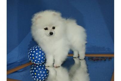 Zwergspitz / Pomeranian Hndin abzugeben