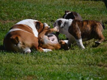 Englische Bulldoggenwelpen