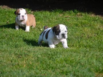 Englische Bulldoggenwelpen