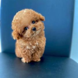 Cute Toy Poodle puppies for sale WHATSAP