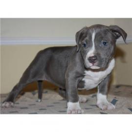 American-Pitbull-Blue-Line-Welpen