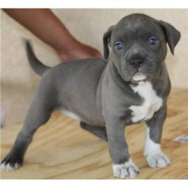 American-Pitbull-Blue-Line-Welpen