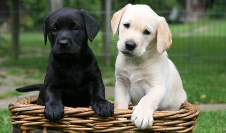 Labrador welpen mit Papieren