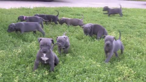 Reinrassige American Pit Bull Welpen